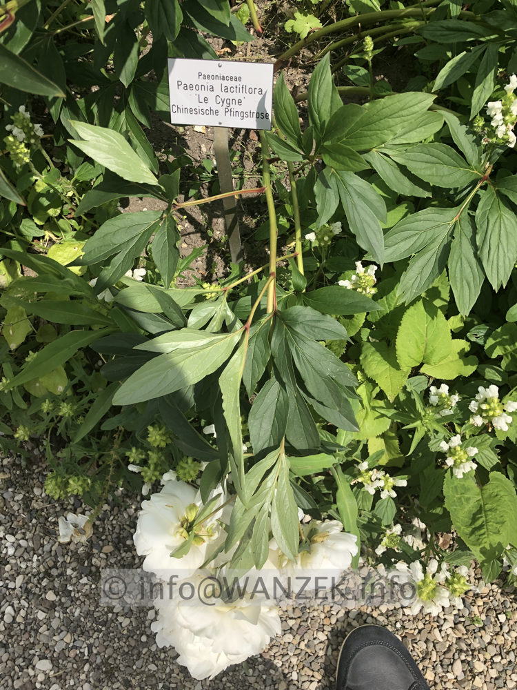 Paeonia lactiflora Le Cygne 01.JPG